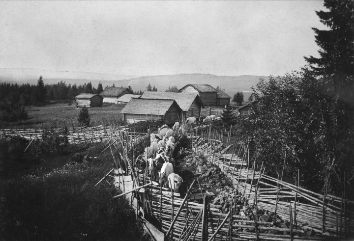 fäbodvall, 1905