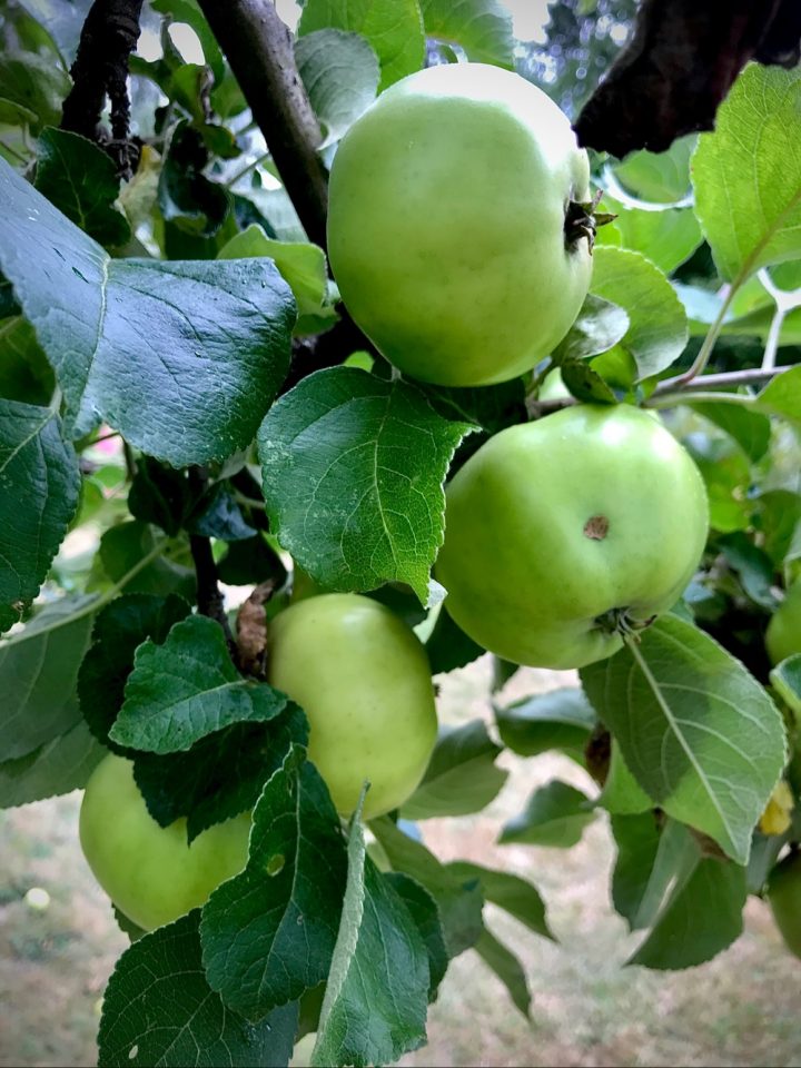 Äpplen, trädgård