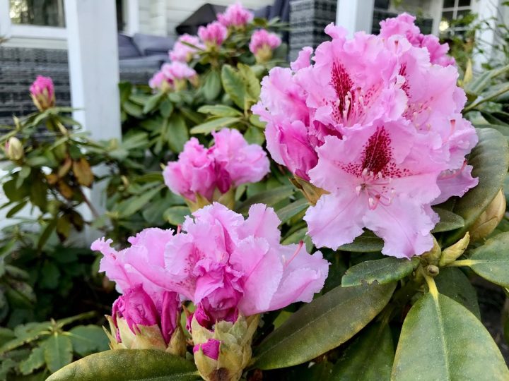 Rhododendron, Roslagsbacken