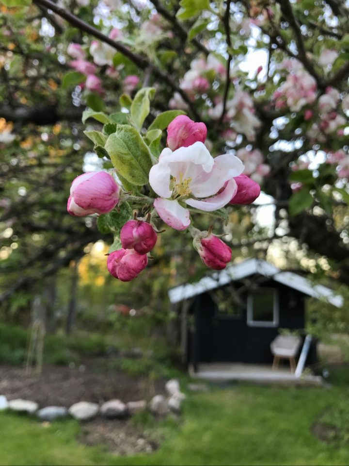 Äppelblom, trädgård, roslagsbacken