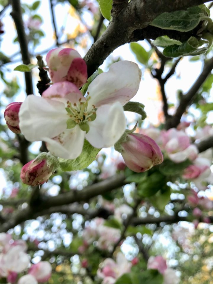 Äppelblomma, roslagsbacken, trädgård