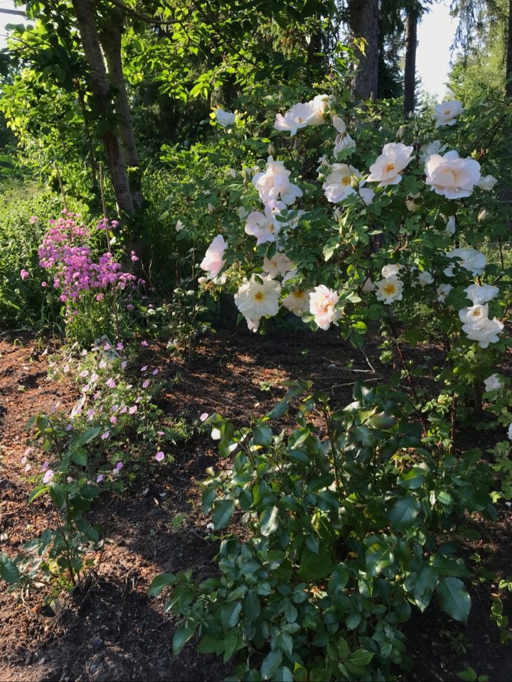 Vita rosenTrädgård, roslagsbacken