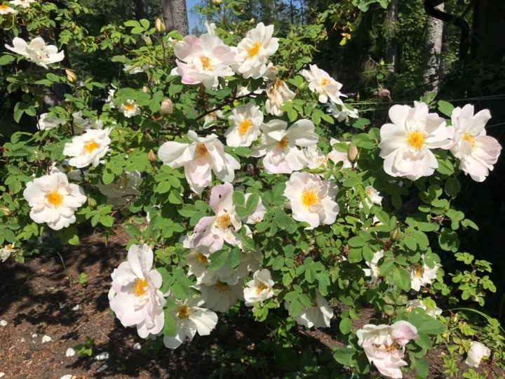 Vita rosen, Trädgård, roslagsbacken