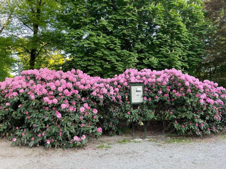 Rhododendron, Humlegården