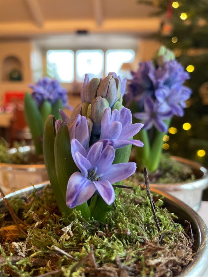 Blå hyacint julen 2022