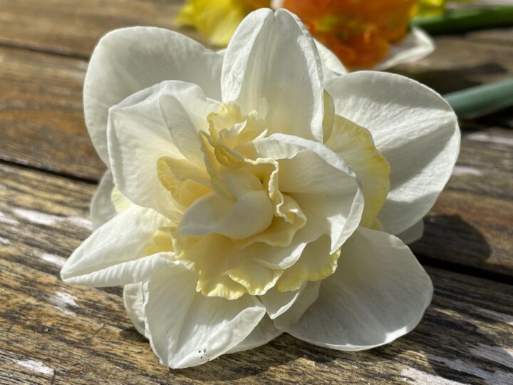 Narcissus x incomparabilis Sweet Pomponette