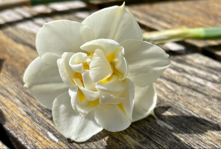Narcissus x medioluteus Cheerfulness