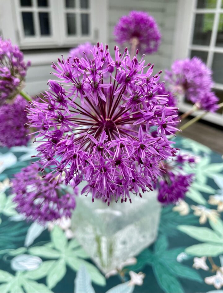 Kirgislöken – Allium Aflatunense ”Purple Sensation”