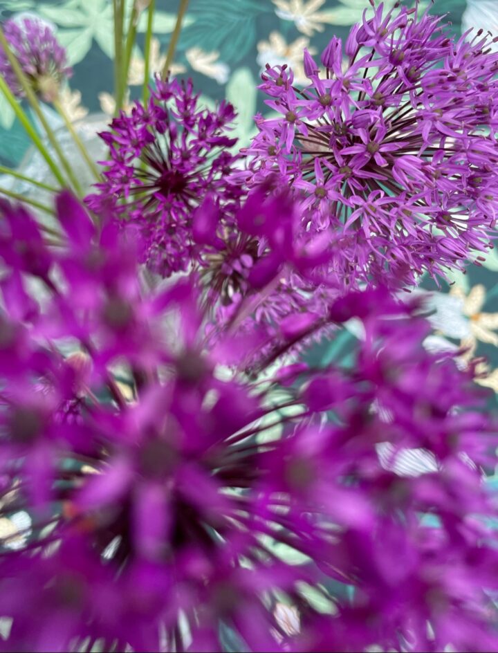 Kirgislöken – Allium Aflatunense ”Purple Sensation”